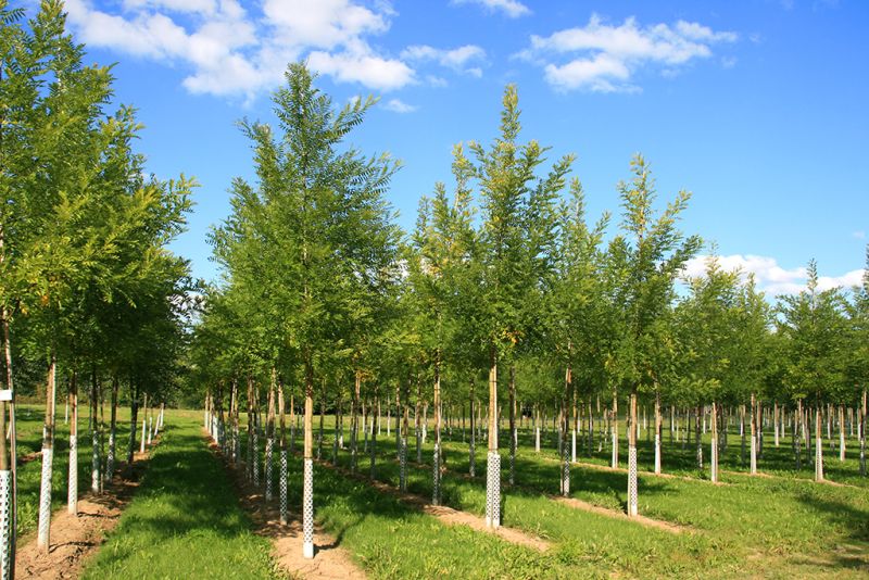 Barockgarten am Schloss Drottningholm in Schweden, umgeben von vierreihigen Kaiser-Linden, die von Lorenz von Ehren gezogen und 2008 geliefert wurden. Heute prägen sie majestätisch die Landschaft.